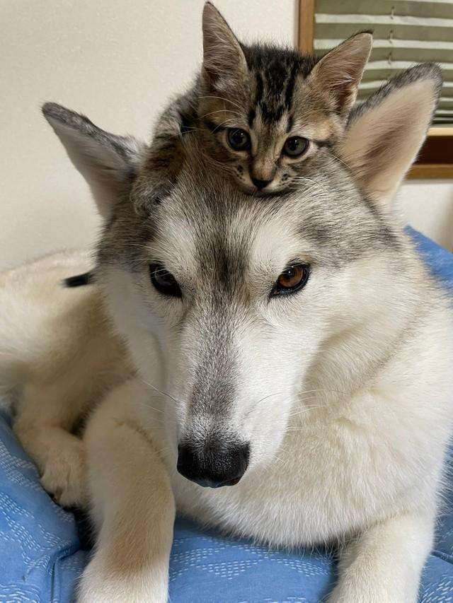 自分のことを可愛いってわかってる動物のあざとい画像をください