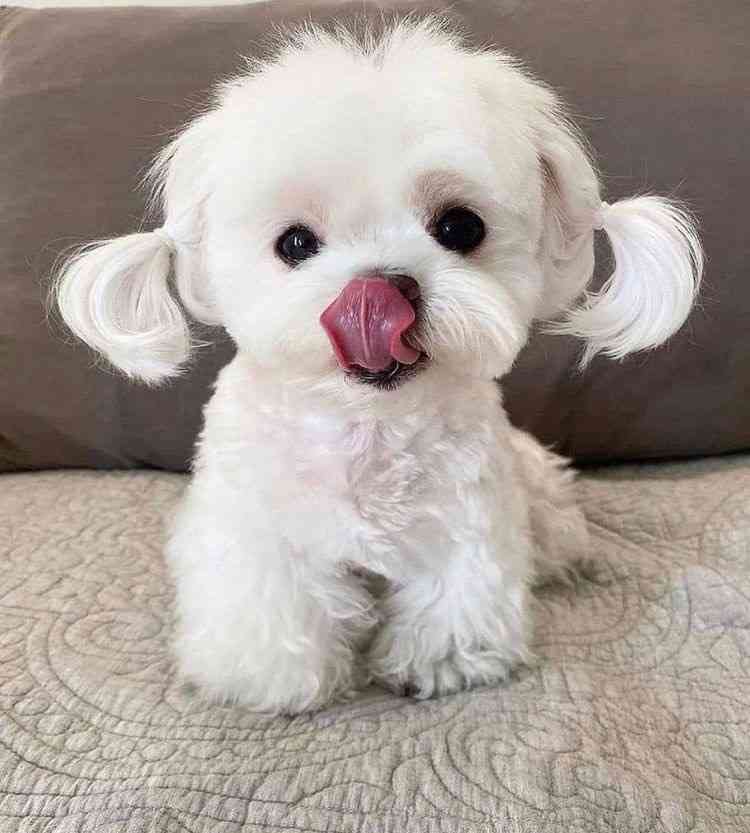 自分のことを可愛いってわかってる動物のあざとい画像をください