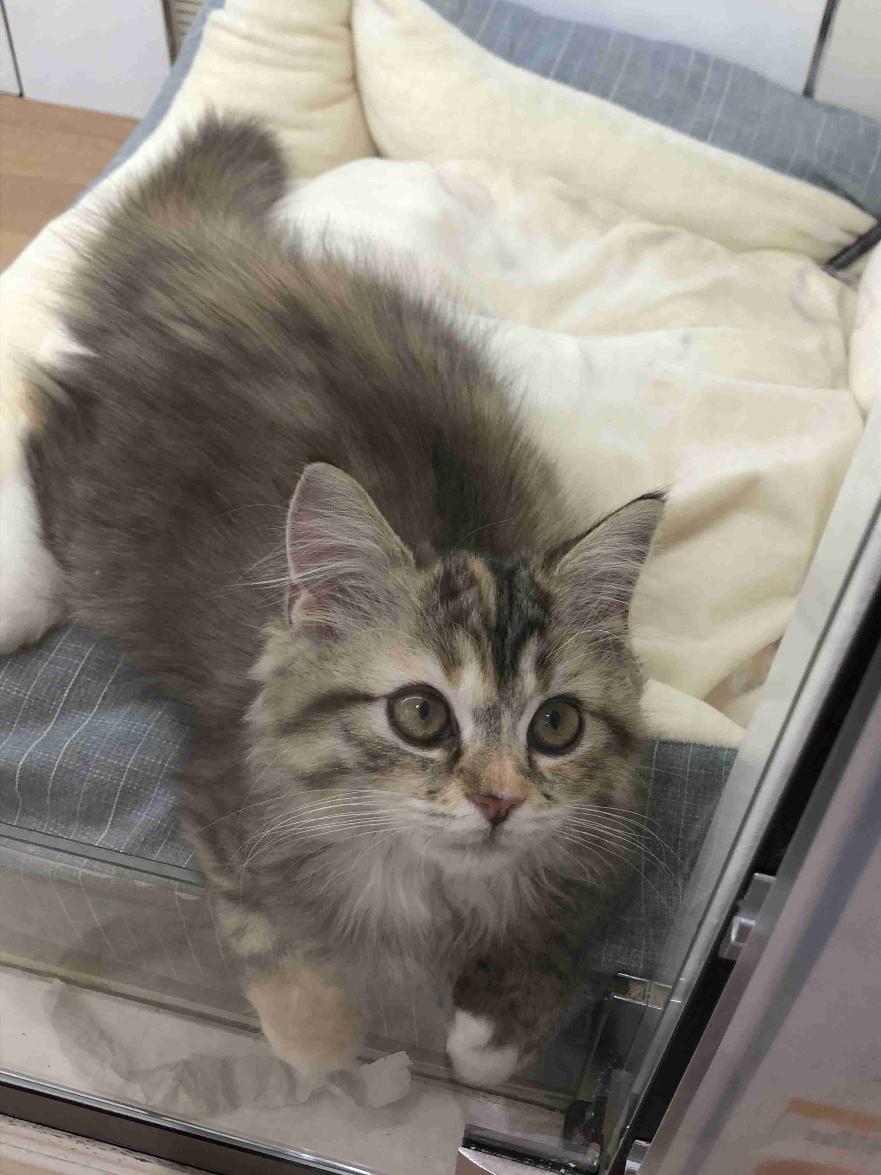 自分のことを可愛いってわかってる動物のあざとい画像をください