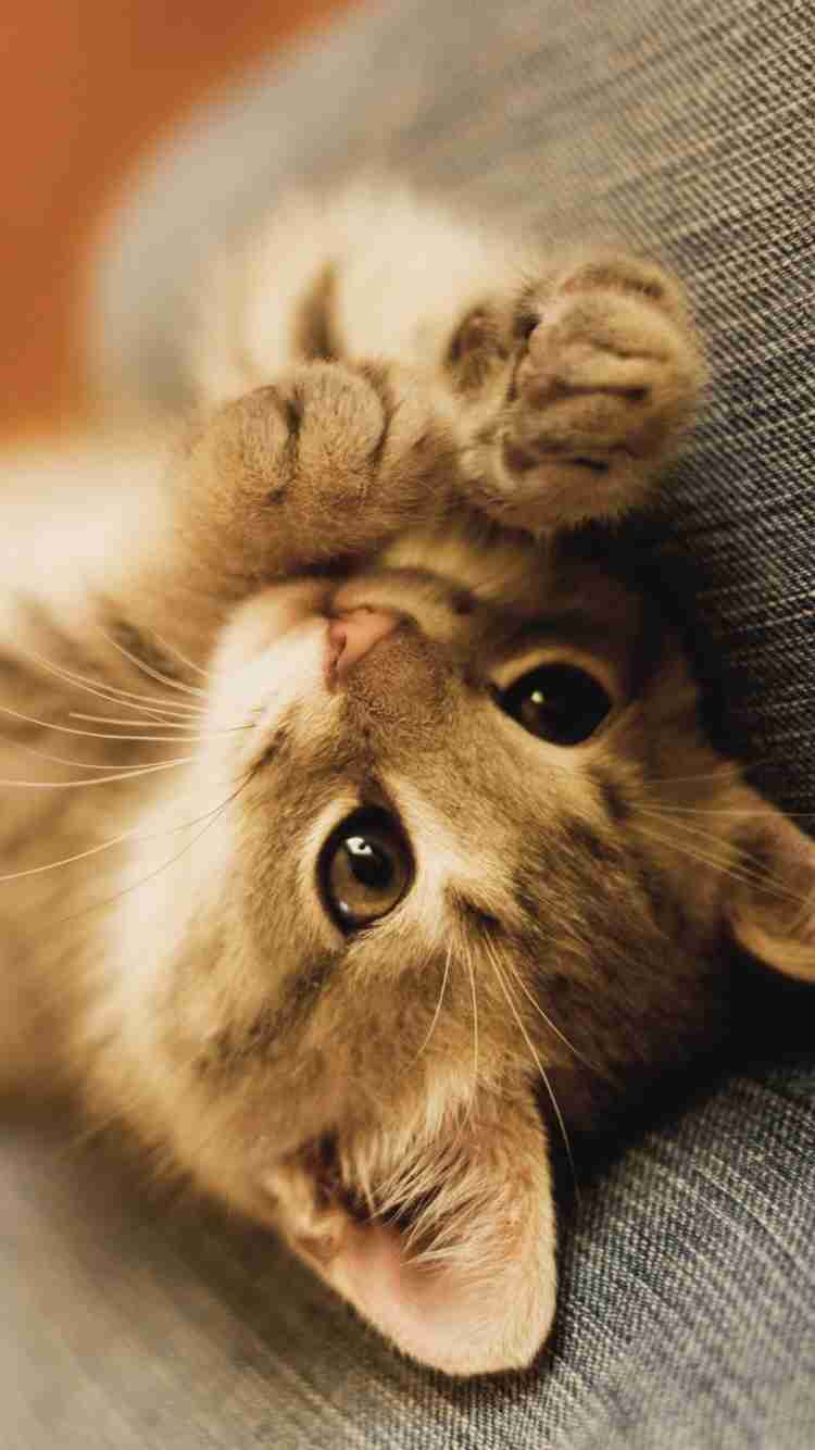 自分のことを可愛いってわかってる動物のあざとい画像をください