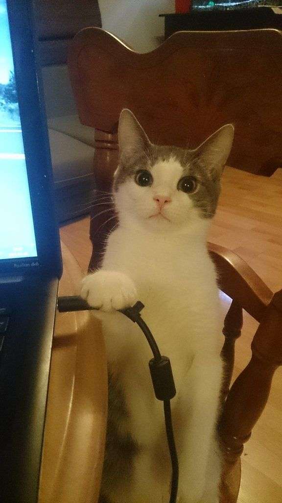 自分のことを可愛いってわかってる動物のあざとい画像をください