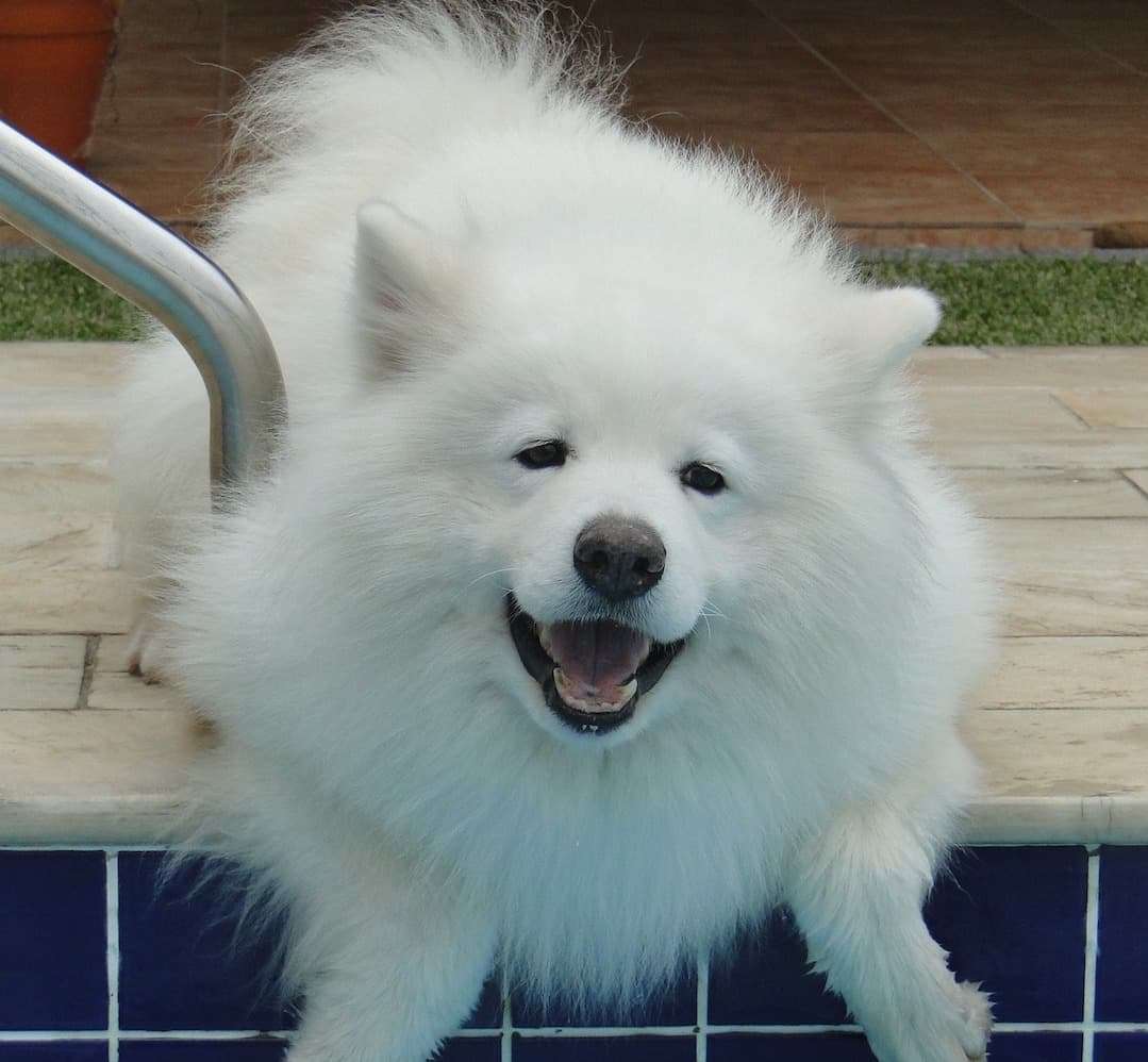 自分のことを可愛いってわかってる動物のあざとい画像をください