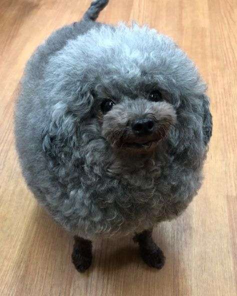 自分のことを可愛いってわかってる動物のあざとい画像をください