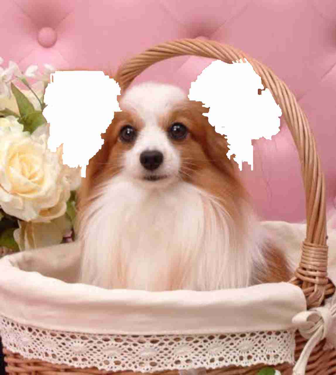 自分のことを可愛いってわかってる動物のあざとい画像をください