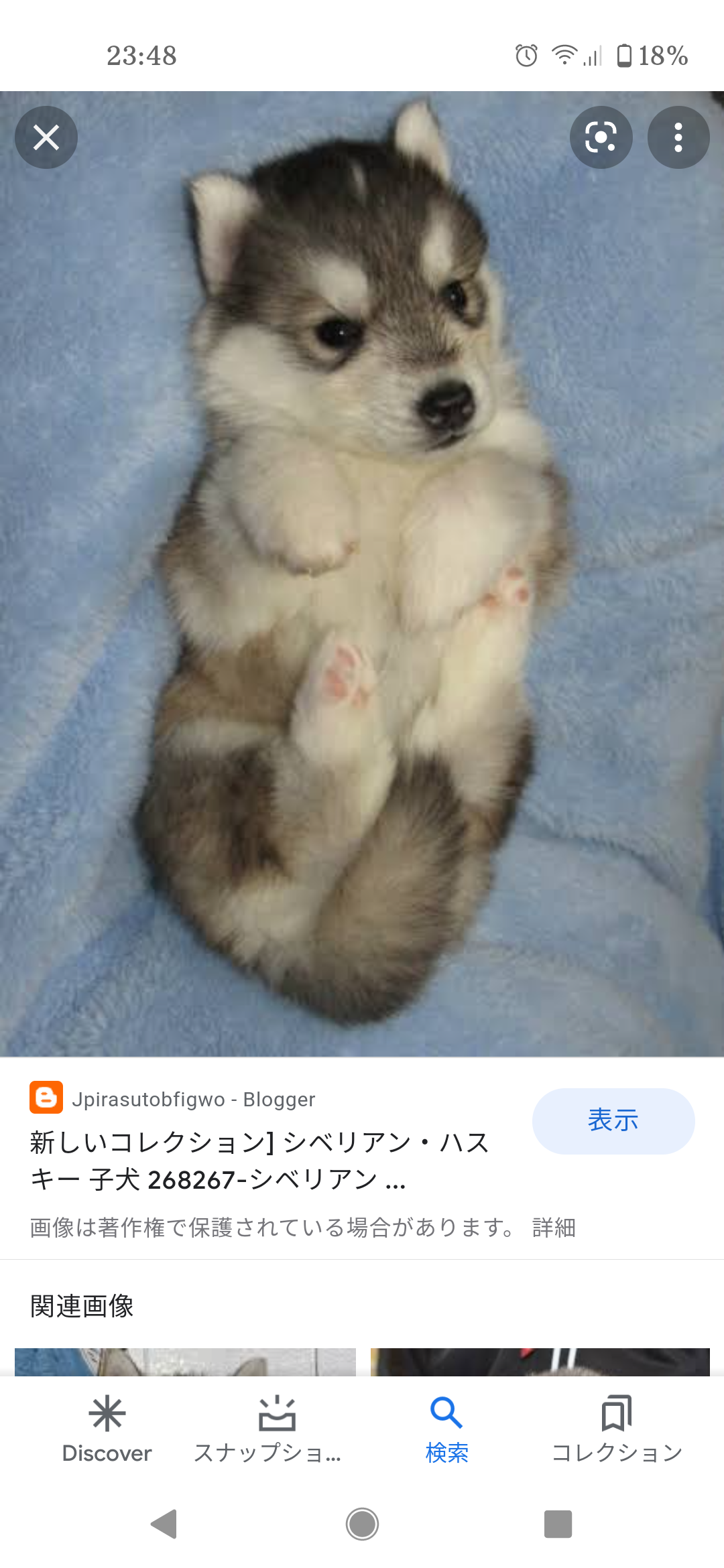自分のことを可愛いってわかってる動物のあざとい画像をください