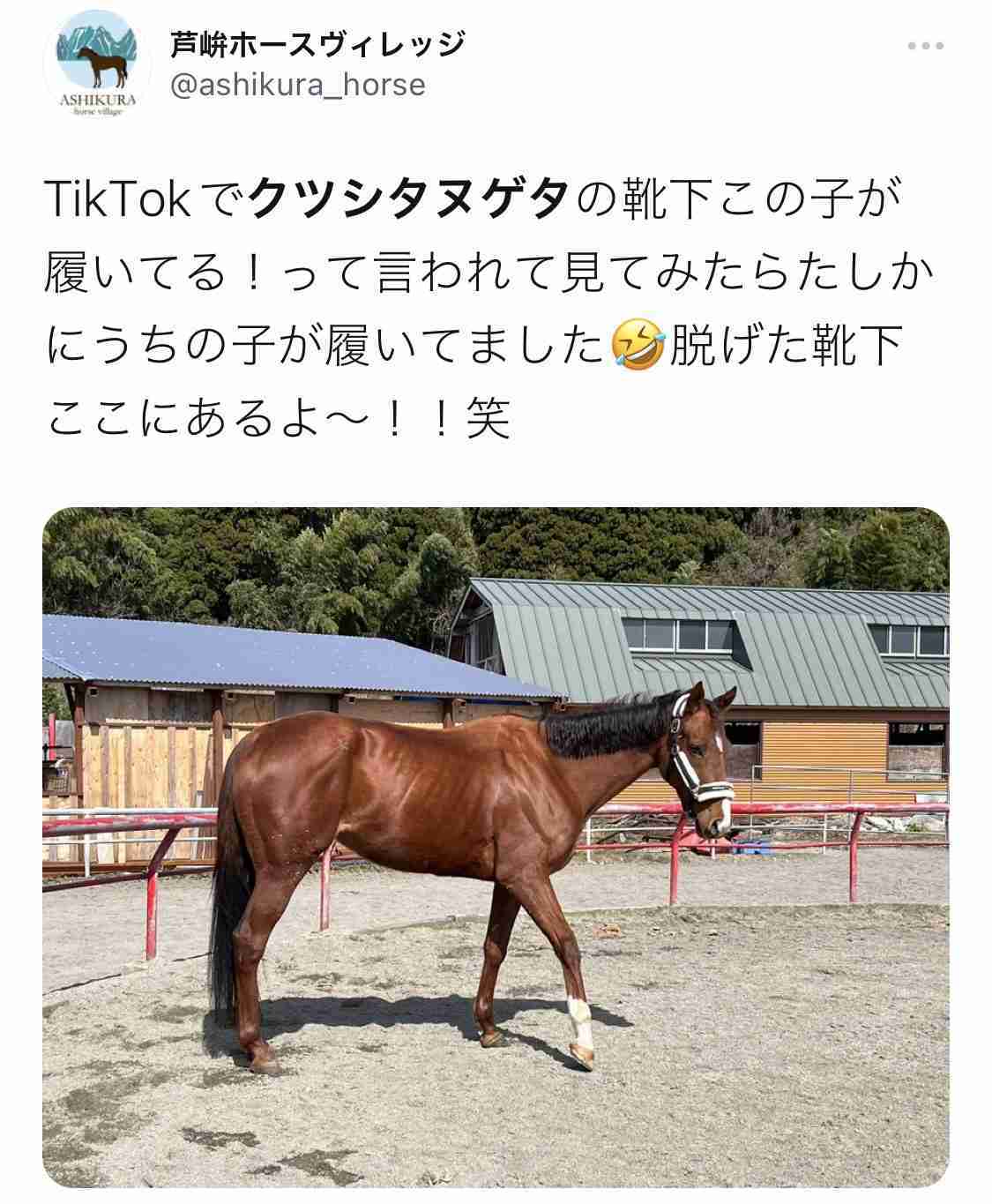 自分のことを可愛いってわかってる動物のあざとい画像をください