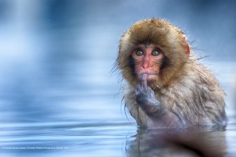 自分のことを可愛いってわかってる動物のあざとい画像をください