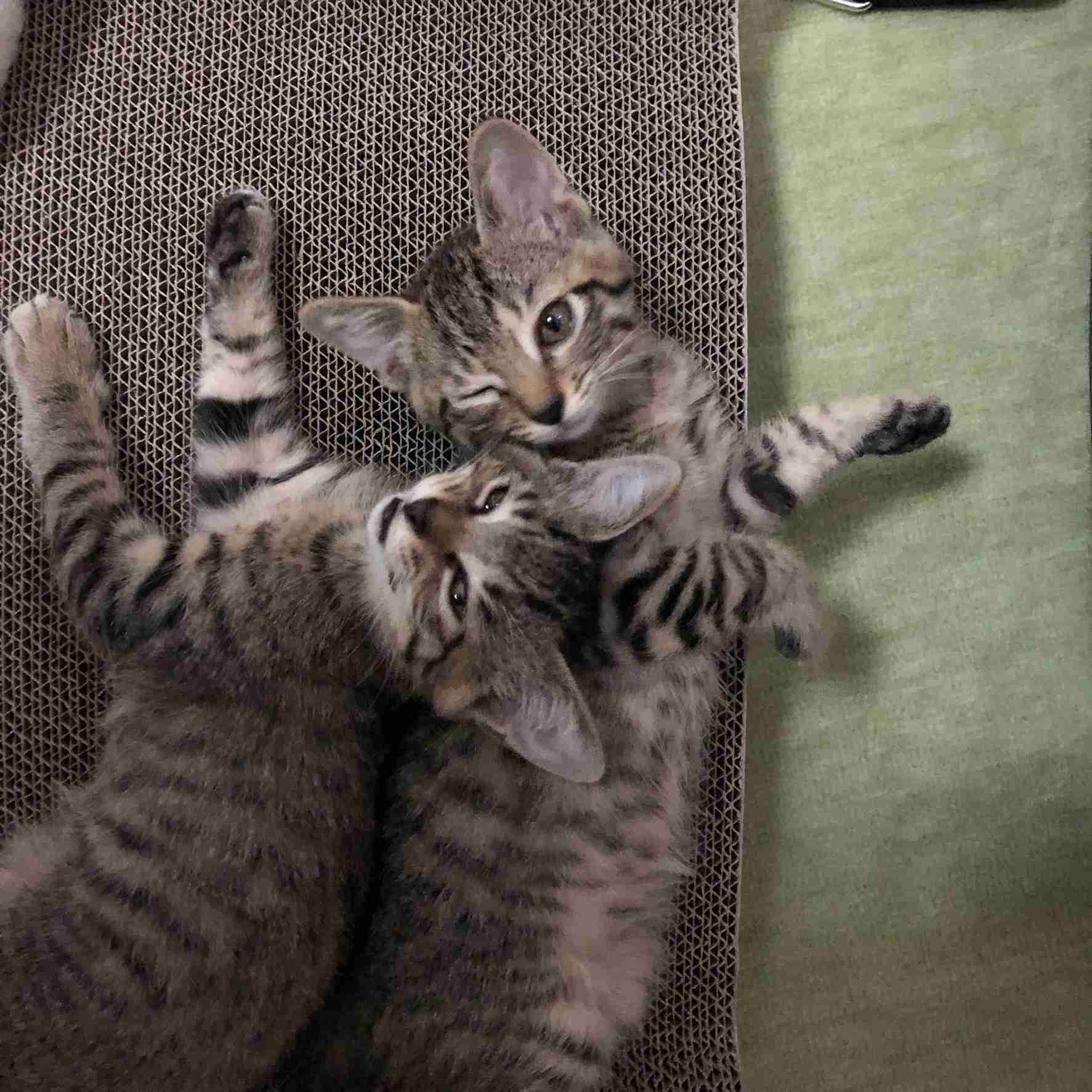 自分のことを可愛いってわかってる動物のあざとい画像をください