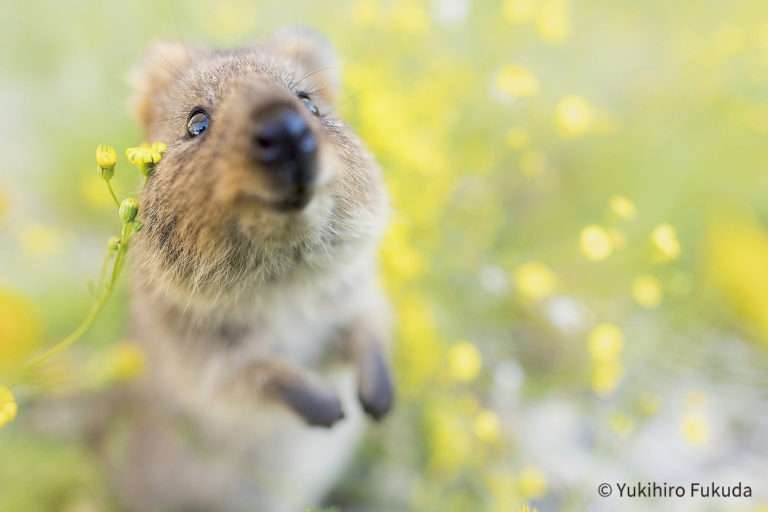 自分のことを可愛いってわかってる動物のあざとい画像をください