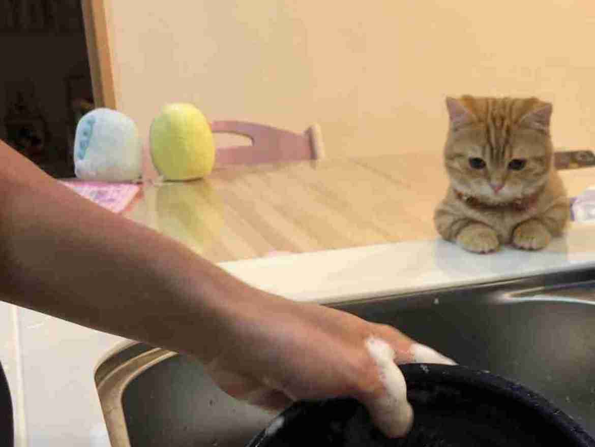 自分のことを可愛いってわかってる動物のあざとい画像をください