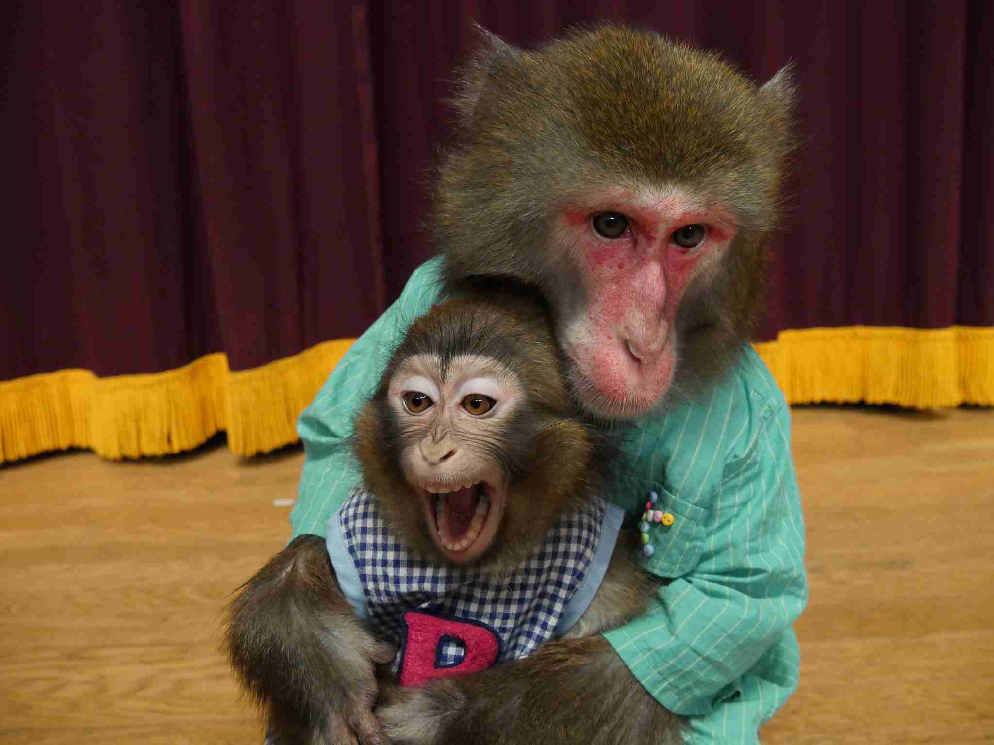 自分のことを可愛いってわかってる動物のあざとい画像をください