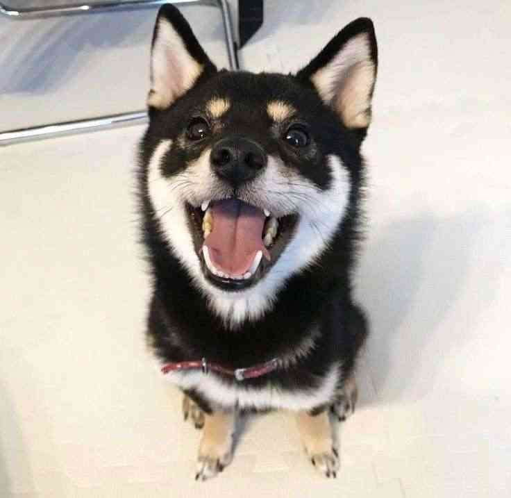 自分のことを可愛いってわかってる動物のあざとい画像をください