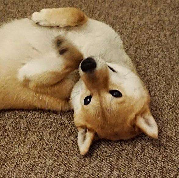 自分のことを可愛いってわかってる動物のあざとい画像をください