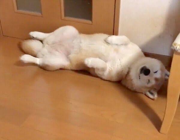 自分のことを可愛いってわかってる動物のあざとい画像をください