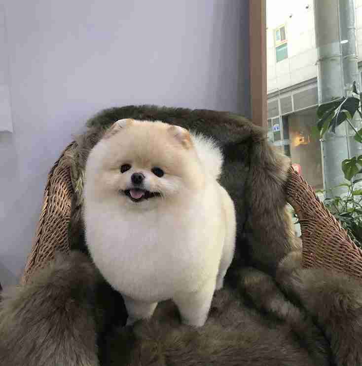 自分のことを可愛いってわかってる動物のあざとい画像をください