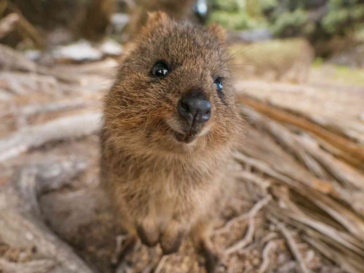 自分のことを可愛いってわかってる動物のあざとい画像をください