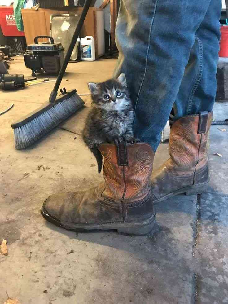 自分のことを可愛いってわかってる動物のあざとい画像をください