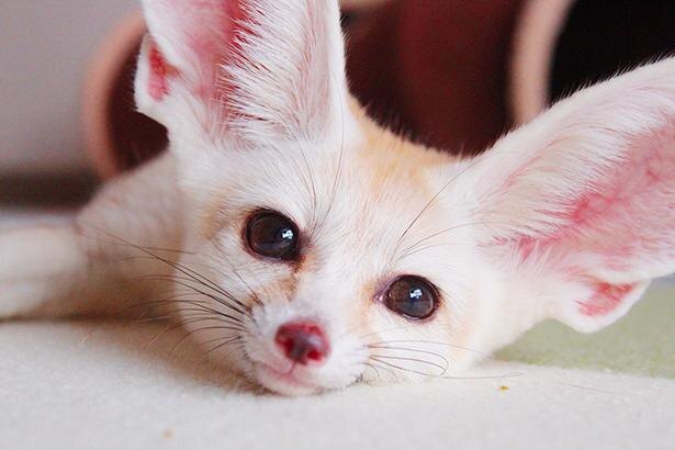 自分のことを可愛いってわかってる動物のあざとい画像をください