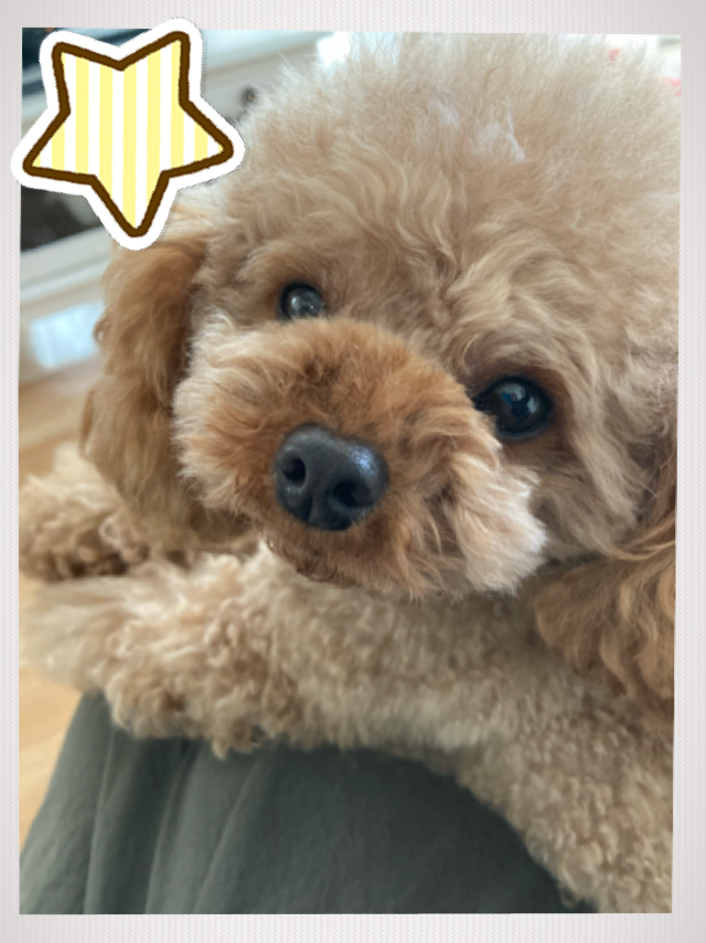 自分のことを可愛いってわかってる動物のあざとい画像をください
