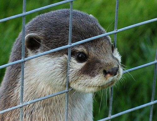 自分のことを可愛いってわかってる動物のあざとい画像をください