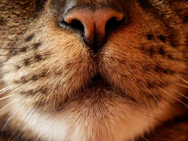 自分のことを可愛いってわかってる動物のあざとい画像をください