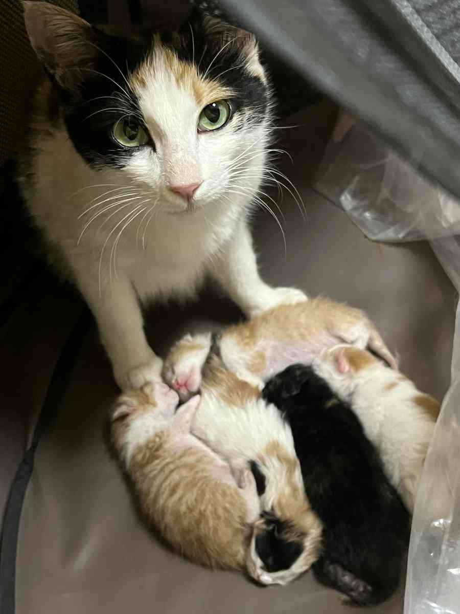 自分のことを可愛いってわかってる動物のあざとい画像をください