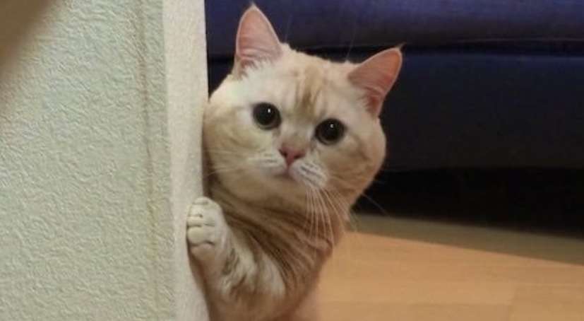 自分のことを可愛いってわかってる動物のあざとい画像をください