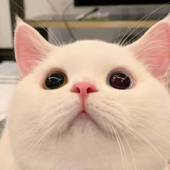 自分のことを可愛いってわかってる動物のあざとい画像をください