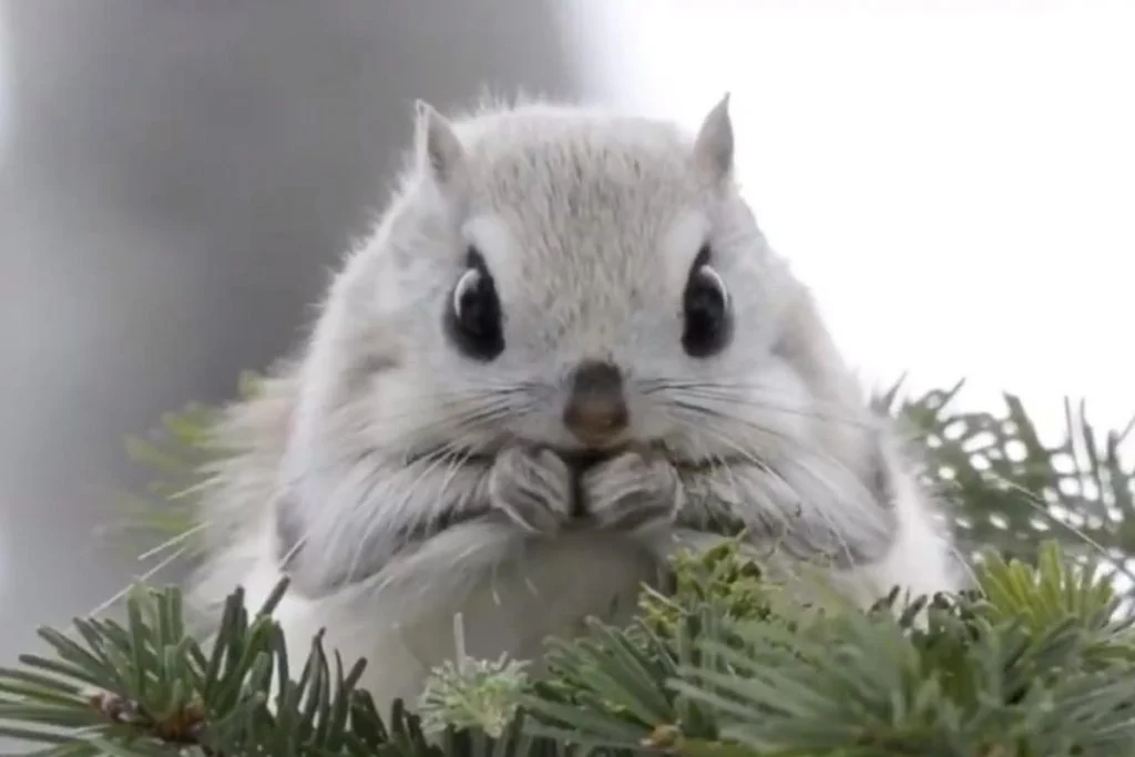 自分のことを可愛いってわかってる動物のあざとい画像をください
