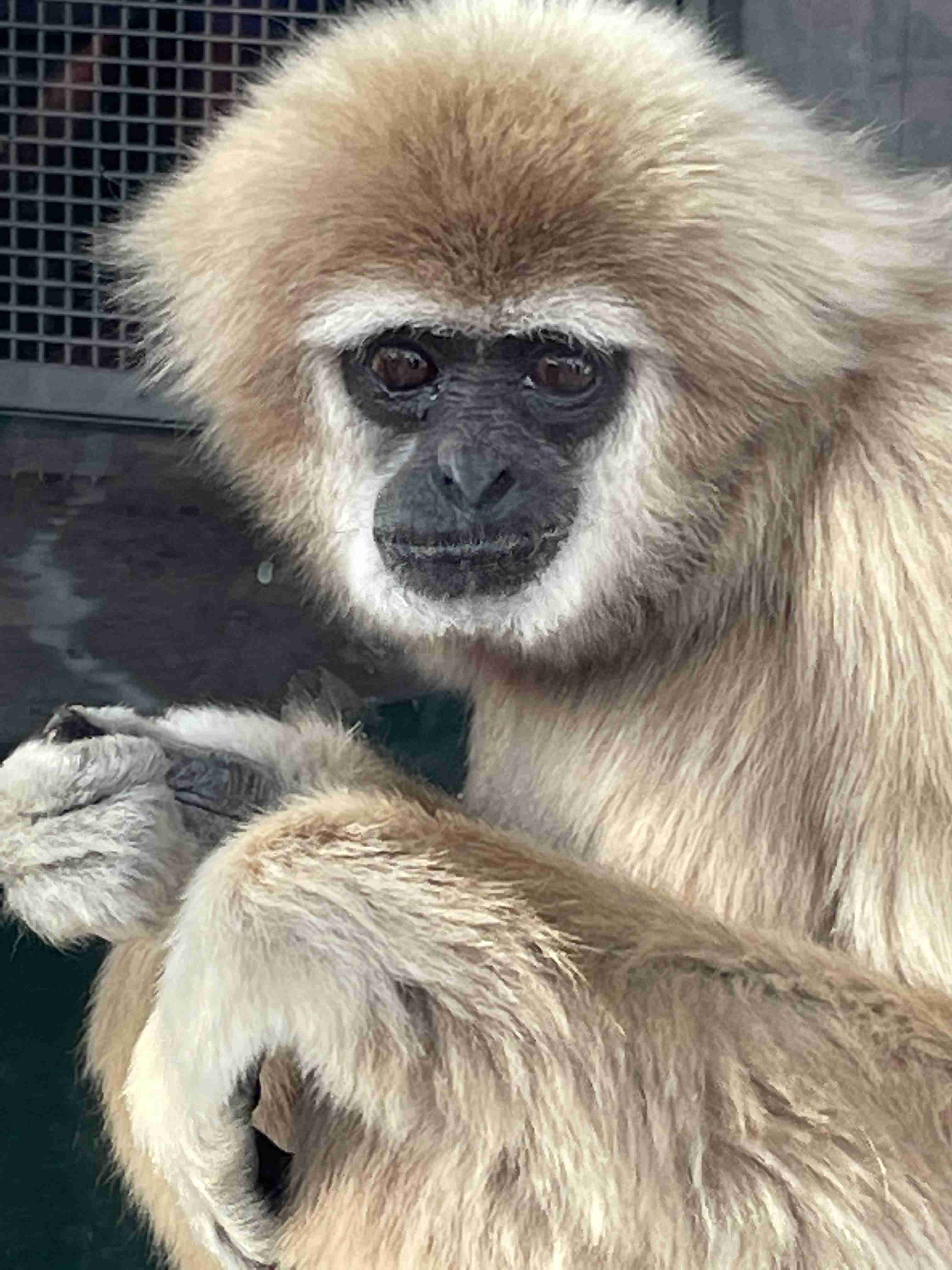 自分のことを可愛いってわかってる動物のあざとい画像をください