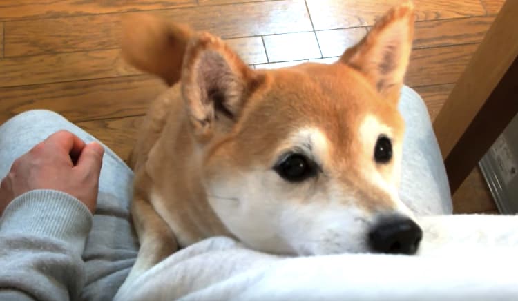 自分のことを可愛いってわかってる動物のあざとい画像をください