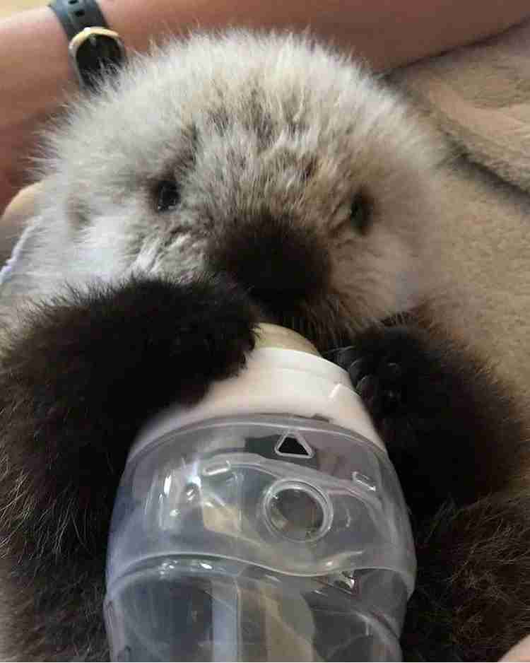 自分のことを可愛いってわかってる動物のあざとい画像をください