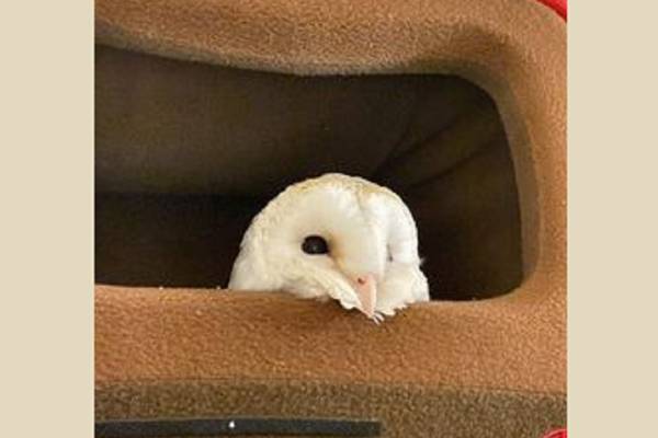 自分のことを可愛いってわかってる動物のあざとい画像をください