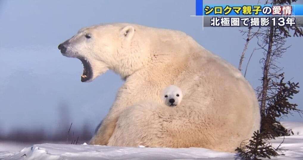 自分のことを可愛いってわかってる動物のあざとい画像をください