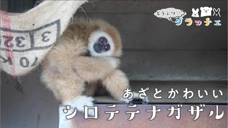 自分のことを可愛いってわかってる動物のあざとい画像をください