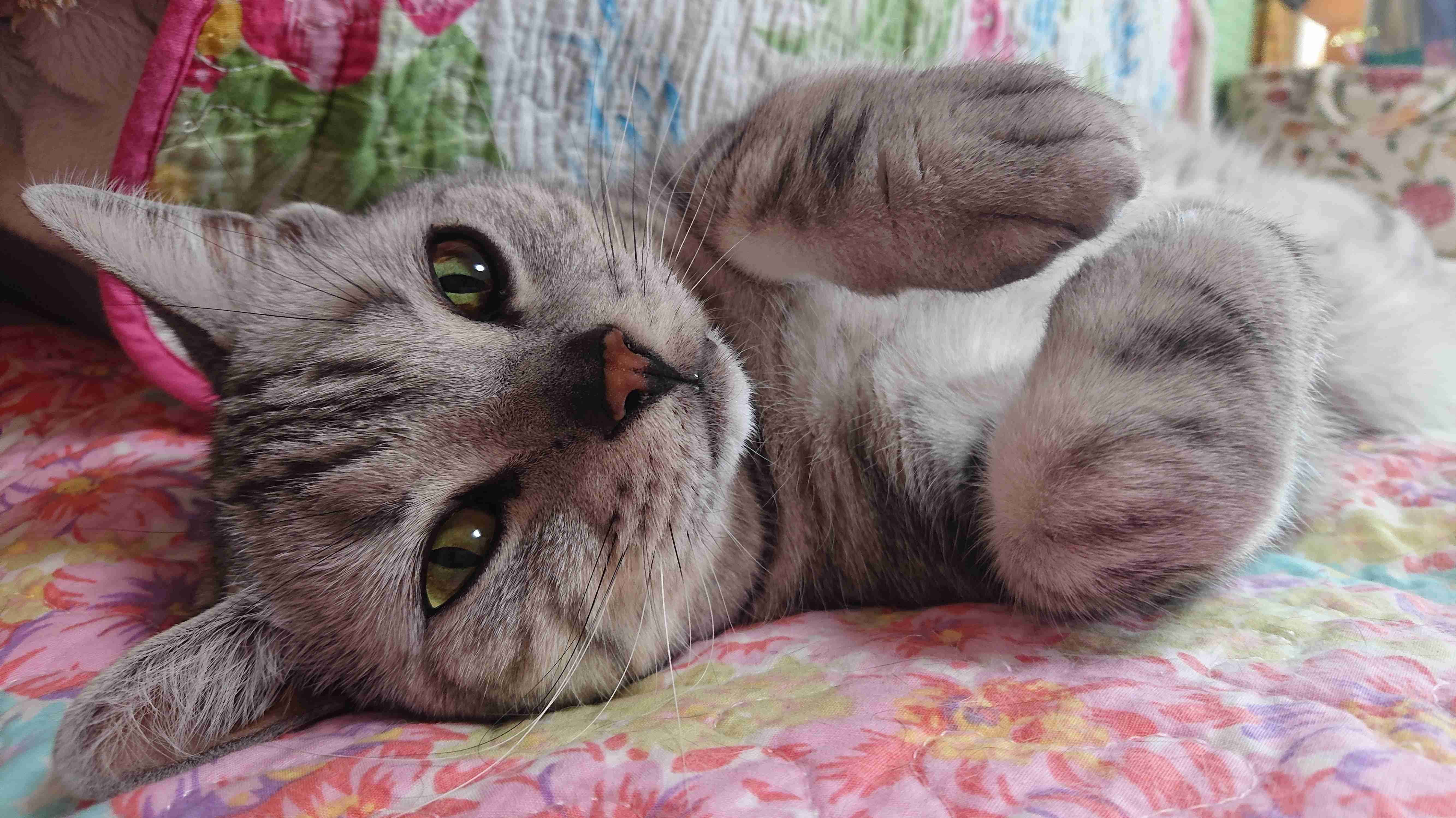 自分のことを可愛いってわかってる動物のあざとい画像をください