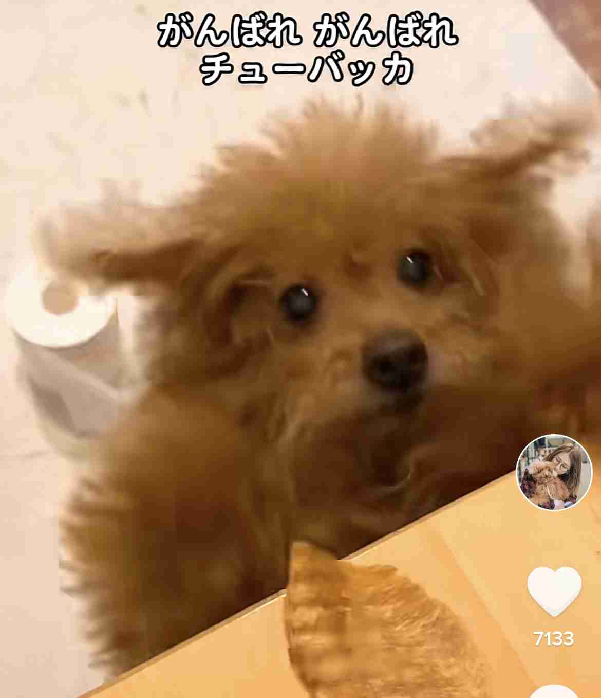 自分のことを可愛いってわかってる動物のあざとい画像をください