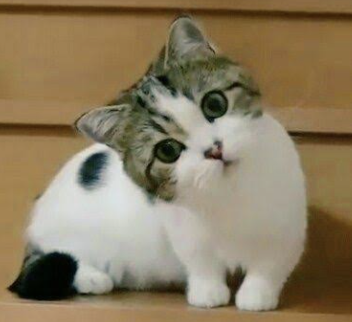 自分のことを可愛いってわかってる動物のあざとい画像をください