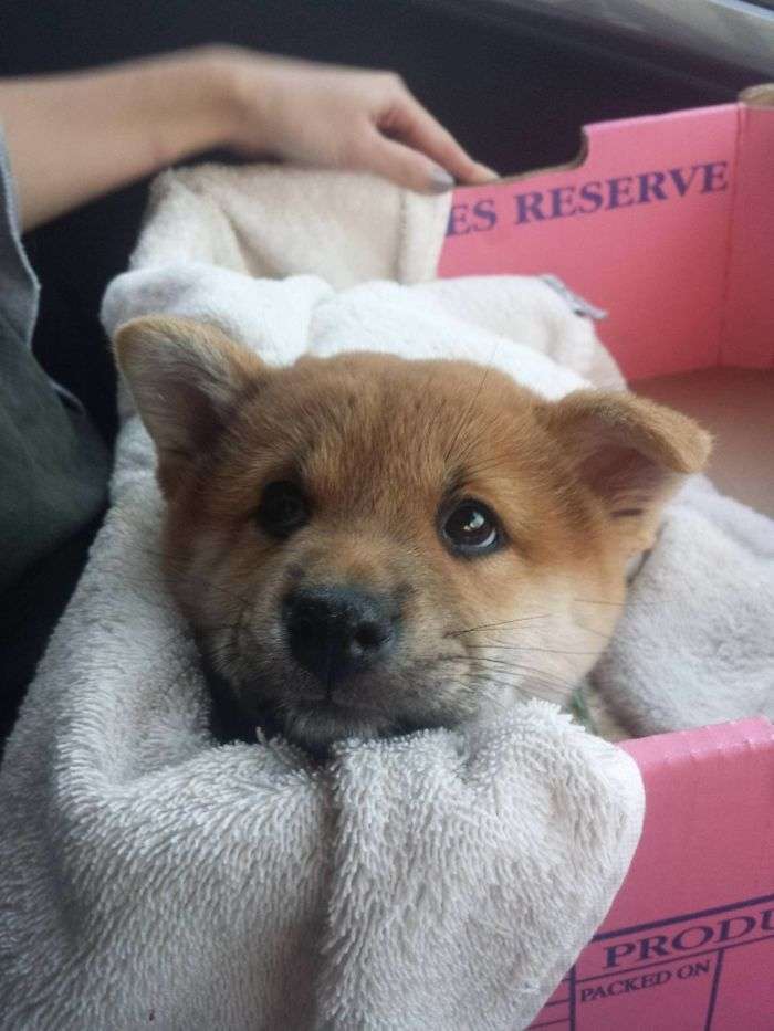 自分のことを可愛いってわかってる動物のあざとい画像をください
