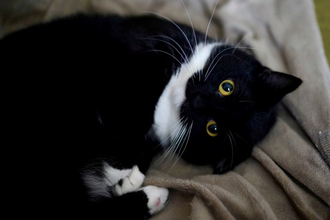 自分のことを可愛いってわかってる動物のあざとい画像をください