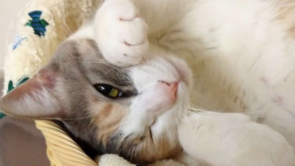 自分のことを可愛いってわかってる動物のあざとい画像をください