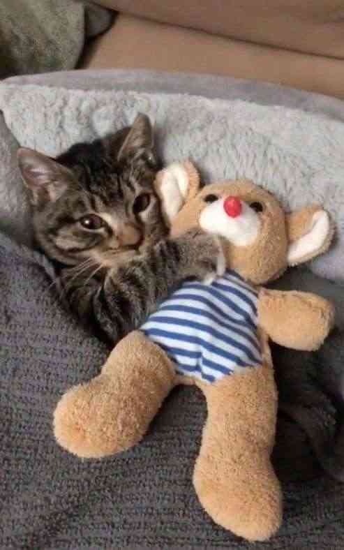自分のことを可愛いってわかってる動物のあざとい画像をください