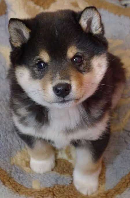 自分のことを可愛いってわかってる動物のあざとい画像をください