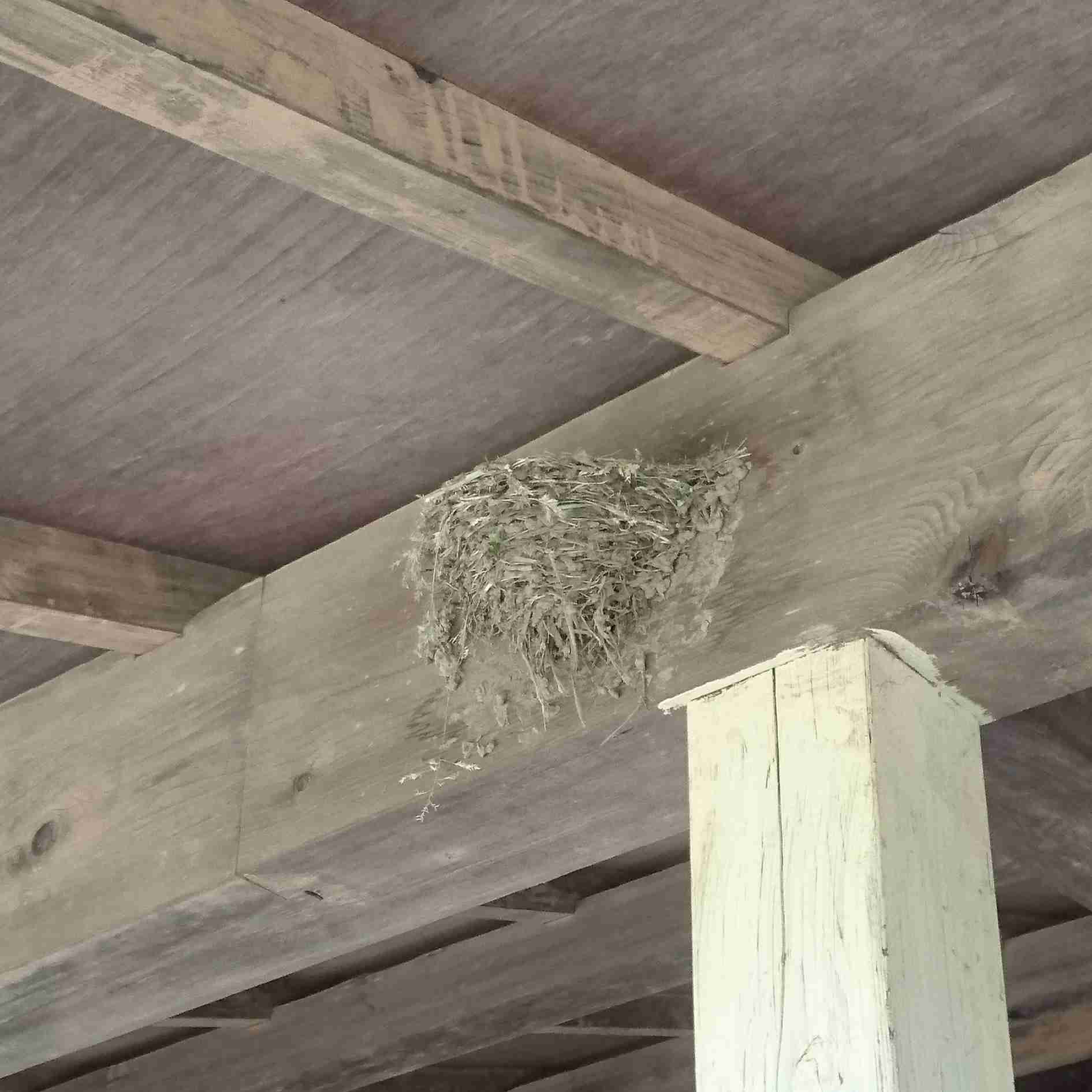 ツバメの巣🐦