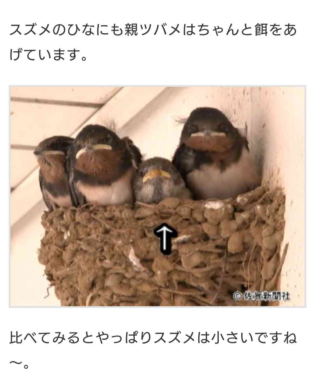 ツバメの巣🐦