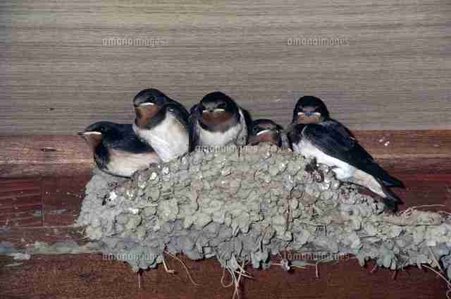 ツバメの巣🐦