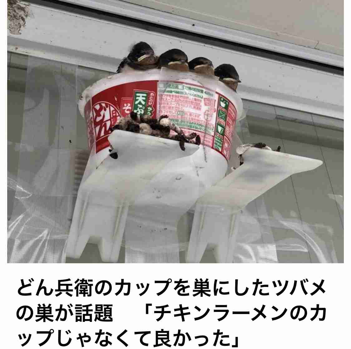 ツバメの巣🐦