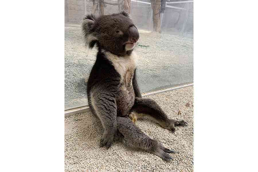 地球上で一番可愛い生き物
