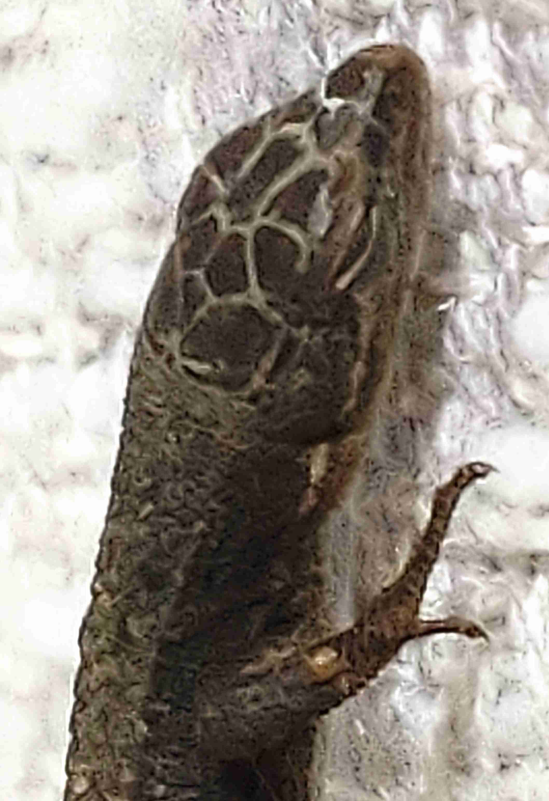 地球上で一番可愛い生き物