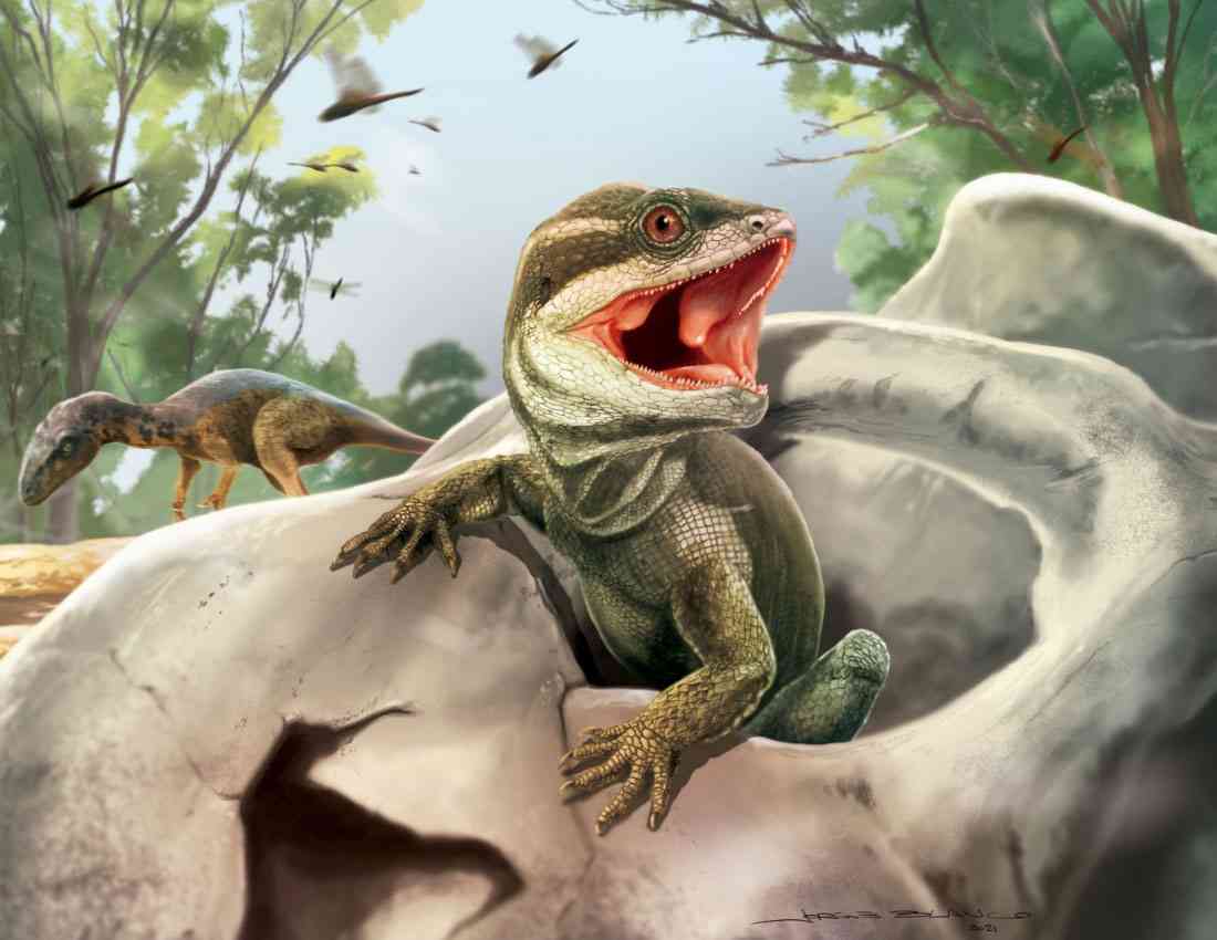 地球上で一番可愛い生き物
